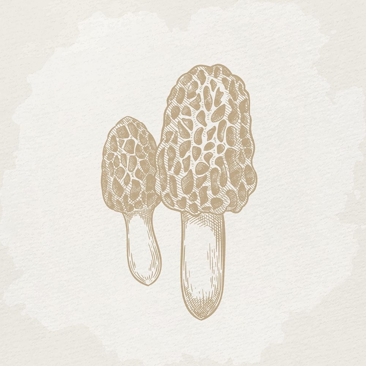 Picture of BOTANICAL MUSHROOM 3