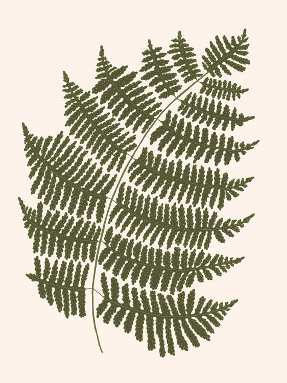 Picture of FOREST FERN BLUSH 1