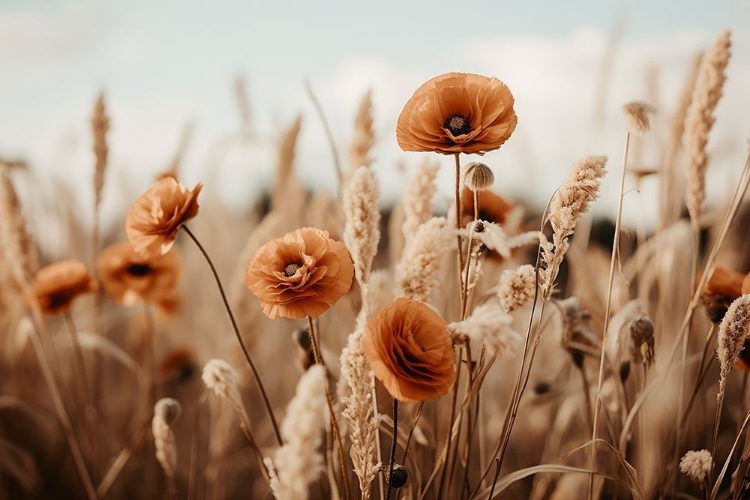 Picture of ORANGE POPPY FIELD