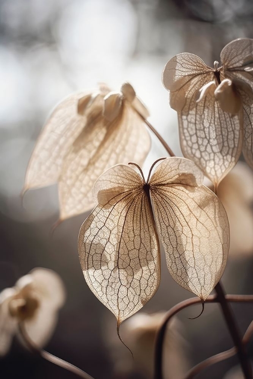 Picture of BUTTERFLY FLOWER