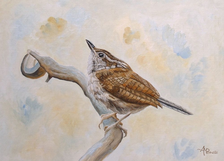 Picture of CAROLINA WREN