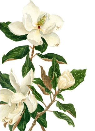 Picture of MAGNOLIA I