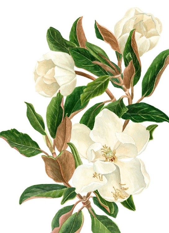 Picture of MAGNOLIA II