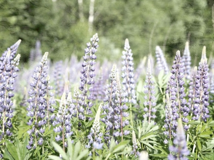 Picture of FIELD OF BLUEBONNETS