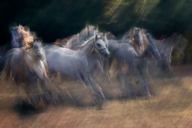 Picture of HORSES RUNNING