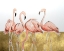 Picture of FLAMINGO FLOCK I