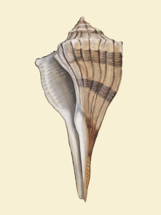 Picture of NEUTRAL-TONED SEASHELLS IV