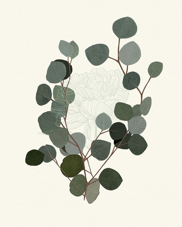 Picture of EUCALYPTUS LEAVES II