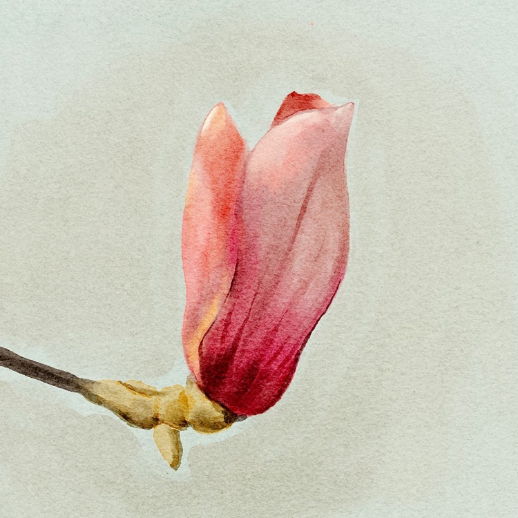 Picture of MAGNOLIA BUD I