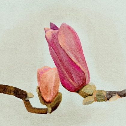 Picture of MAGNOLIA BUD II