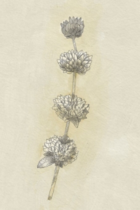Picture of SEED PODS STUDY I