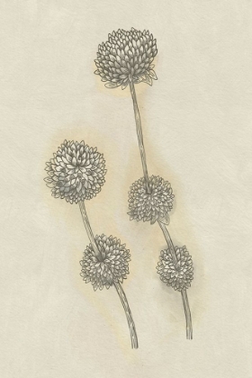 Picture of SEED PODS STUDY II