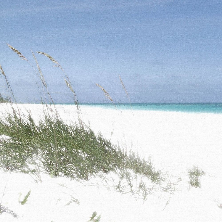 Picture of DUNE GRASSES