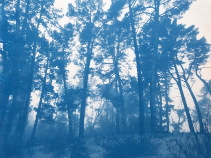 Picture of SHELTERING TREES