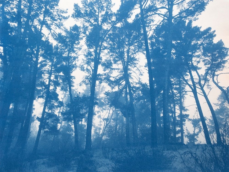 Picture of SHELTERING TREES