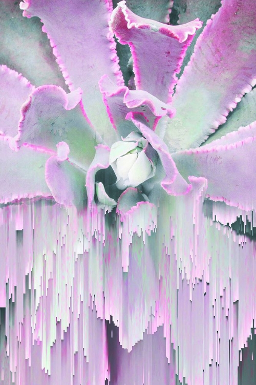 Picture of GLITCHED SUCCULENT