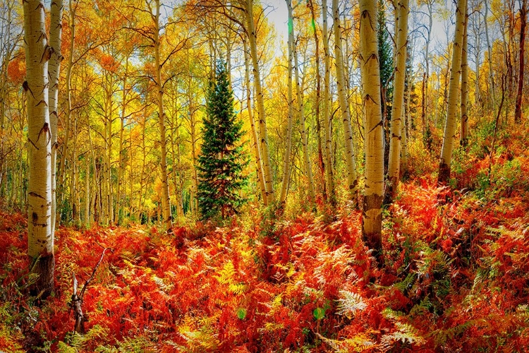 Picture of AUTUMN ASPEN TREES