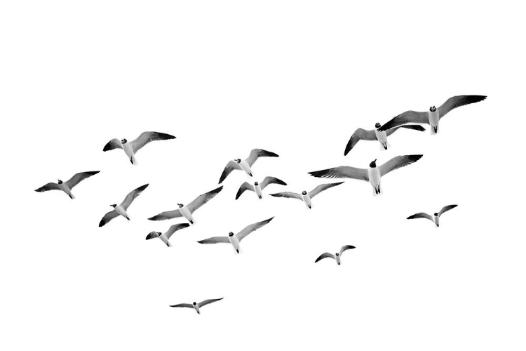 Picture of BIRDS