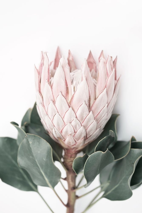 Picture of BLUSH PROTEA