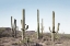 Picture of CACTUS LAND