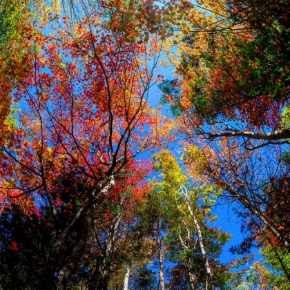 Picture of COLORFUL AUTUMN