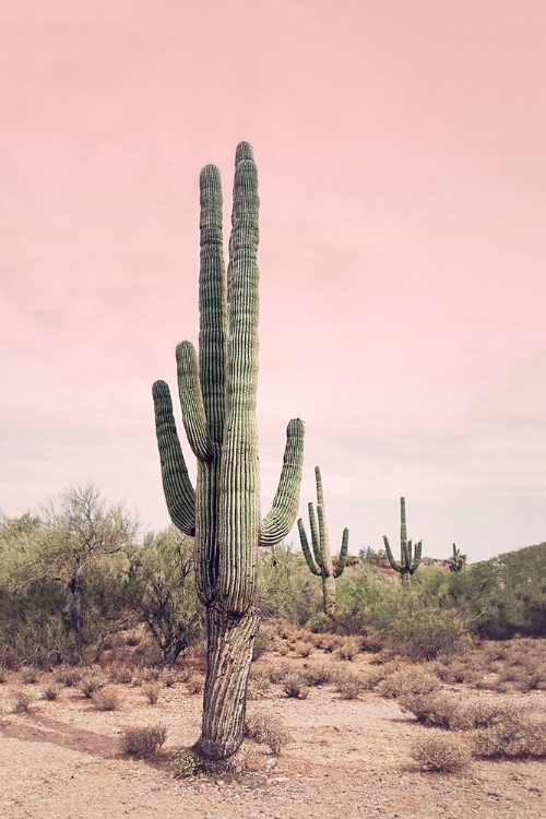 Picture of DESERT CACTUS BLUSH