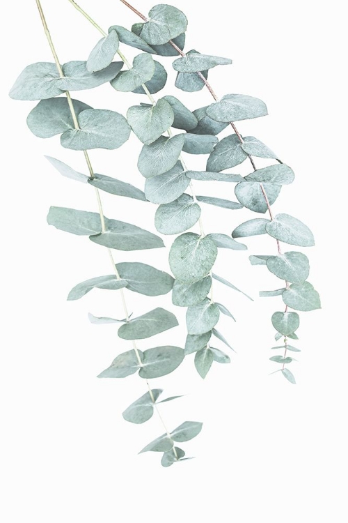 Picture of EUCALYPTUS II