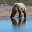 Picture of GRIZZLY CUB DRINKING FROM STREAM