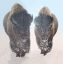 Picture of TWO SNOW COVERED BISON IN WINTERS YELLOWSTONE NATIONAL PARK