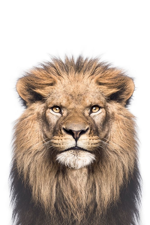 Picture of LION