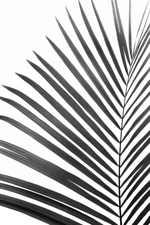 Picture of PALM LEAF IN BLACK AND WHITE