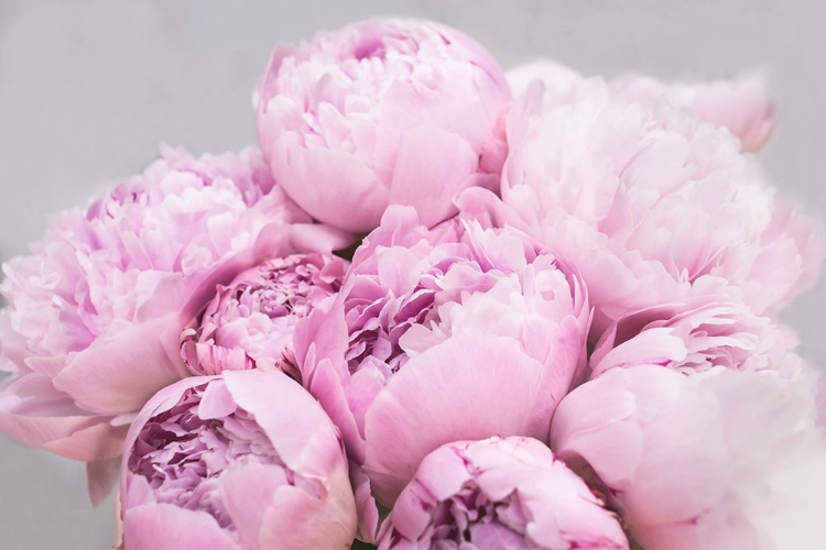 Picture of PEONIES