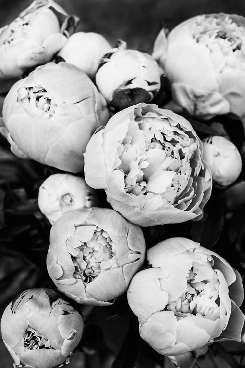 Picture of PEONIES II