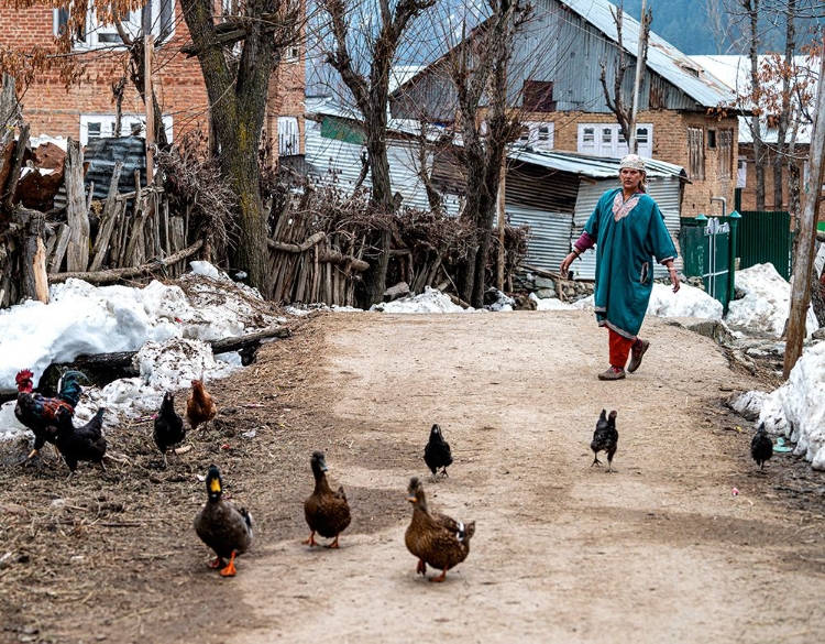 Picture of PORTRAITS OF KASHMIR-8