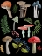 Picture of NATURAL MUSHROOM BEAUTIES I