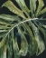 Picture of NOCTURNAL MONSTERA II