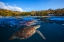 Picture of GREEN TURTLE - SEA TURTLE