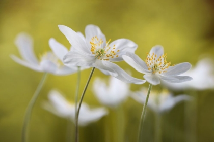 Picture of WOOD ANEMONES