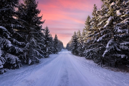 Picture of ROAD INTO THE WINTER FOREST