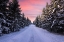 Picture of ROAD INTO THE WINTER FOREST