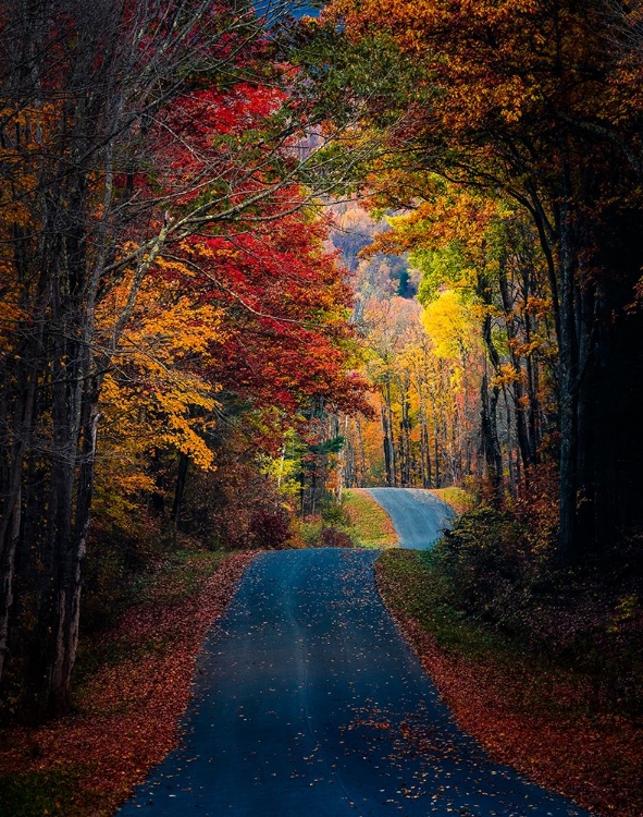 Picture of AUTUMN COLORS