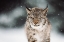 Picture of THE EURASIAN LYNX (LYNX LYNX)