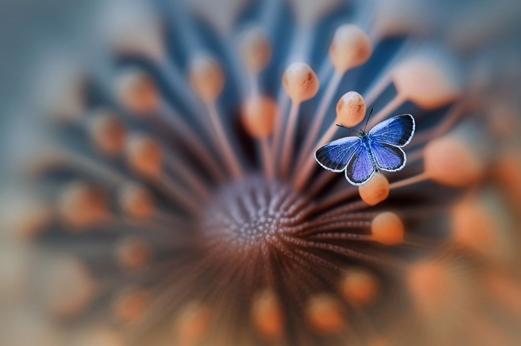 Picture of BLUE BUTTERFLY