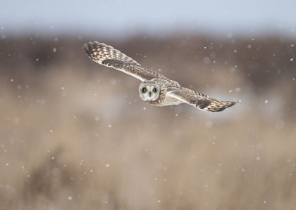 Picture of FLYING WITH SNOW