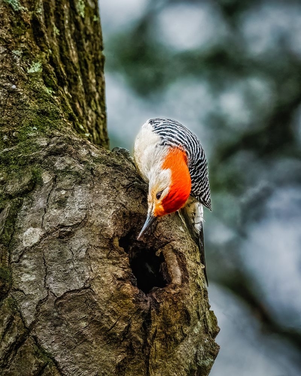 Picture of CURIOUS FELLOW