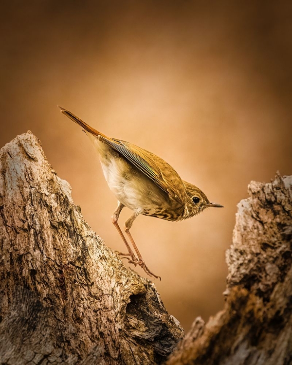 Picture of HERMIT THRUSH