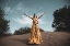 Picture of WOMAN IN YELLOW DRESS