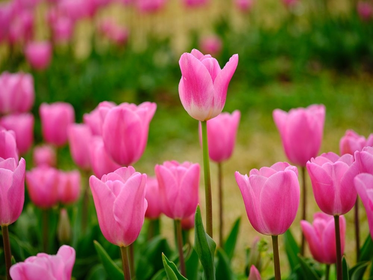 Picture of PINK TULIPS