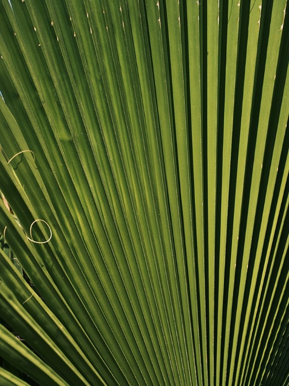 Picture of PALM LEAF