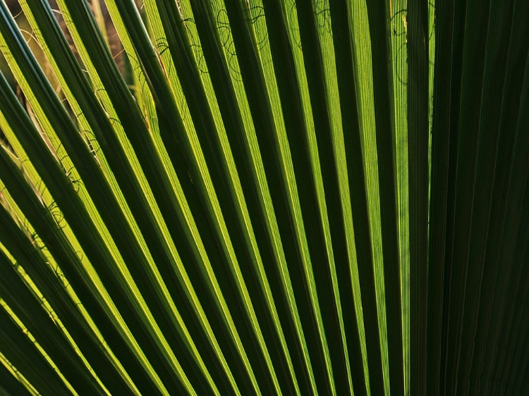 Picture of PALM LEAF